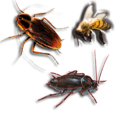 Insect Extermination:Black Widows, Ants, Earwigs, Fleas, Mites, etc. 