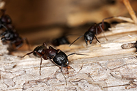 Carpenter Ant Extermination